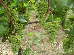 "Adotta un filare": per 110 euro all'anno potrai avere una vigna in adozione a distanza, e 12 bottiglie del vino lì prodotto