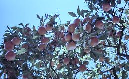 Addio albicocche? Il clima pazzo mette in ginocchio i frutteti europei