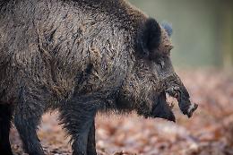 Allarme peste suina: nuovi casi in Piemonte e Liguria