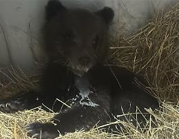 Orsetta marsicana salvata: ora mangia da sola nel Parco d’Abruzzo