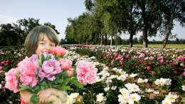 Peonie in Fiore: a Carmagnola sboccia la meraviglia