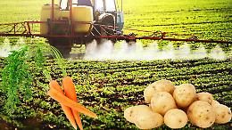 Pesticidi nei cibi: livelli sotto controllo secondo Efsa, rischio per la salute basso