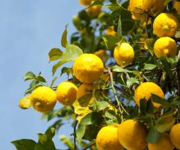 Perché si dice "limonare"? Le due teorie dietro il bacio