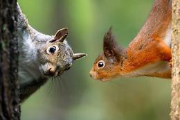 In Italia oltre 3.000 specie aliene: una minaccia crescente per biodiversità ed ecosistemi