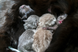 L'emozionante storia delle gattine di Strambino