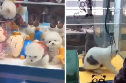 Distributori automatici con cuccioli vivi: l'orrore dei centri commerciali cinesi