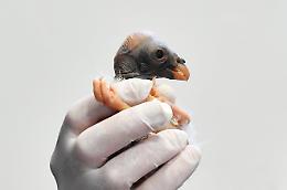 Al Bioparco nasce l’avvoltoio… papa: un uovo che fa la storia (VIDEO)