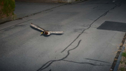 Pirata della strada multata per aver sfrecciato a 52 chilometri orari in zona 30... ma è un'anatra