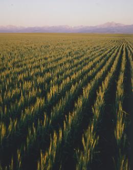 Cereali, import in crescita nel 2025: +5,8% nei volumi nei primi due mesi