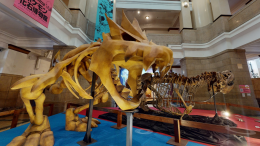 Dopo gli scheletri dei dinosauri di Jurassic Park arrivano i fossili dei Pokemon a Chicago 