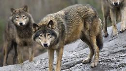 Il WWF avverte: abbattere i lupi non risolve il conflitto con gli allevatori