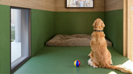 A Fiumicino arriva il primo hotel di lusso per cani: relax a 4 stelle anche per i pet