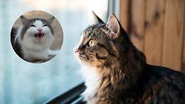 Perché i gatti fanno quel rumore strano quando vedono uccelli o insetti?