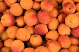 Albicocche sempre più rare: il cambiamento climatico mette a dura prova la produzione