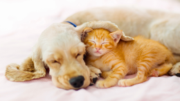 Animali, arriva la black list dei padroni: ecco chi non potrà più avere cani e gatti