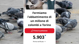 Torino contro l’abbattimento dei piccioni: nasce una raccolta fondi per proteggerli