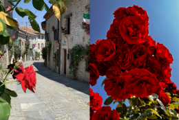 Torna la fioritura delle rose a Bossolasco: scopri l'evento Rose e Rosé