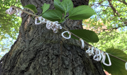 Allarme insetti alieni: la Takahashia Japonica invade Milano e minaccia anche Torino