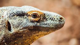 Australia: scoperte antichissime impronte di rettile che riscrivono la storia dell'evoluzione