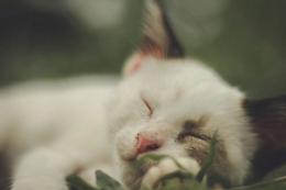 Fip del gatto, la cura esiste ma in Italia è ancora bloccata: la politica ora promette, ma servono fatti
