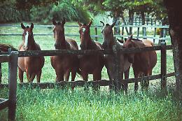 Save a Horse Italia, una rete di volontariato per il benessere animale e progetti sociali