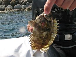 Invasione silenziosa: 200 nuove specie aliene ogni anno minacciano la biodiversità italiana