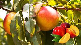 Partita la stagione di pesche e nettarine: meno quantità, più incertezze