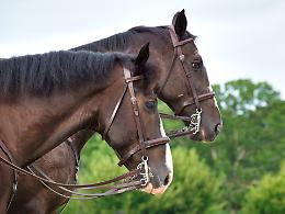 Carmagnola ospita la seconda edizione del Parco Vigna Arabian Horse Show