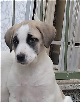Trova una casa amorevole per Laky, la dolce cagnolona del Sud Sardegna