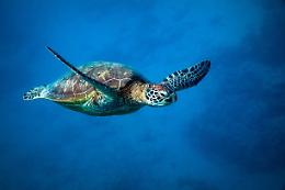 Giornata Mondiale delle Tartarughe: un invito a proteggere gli antichi saggi del mare