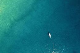 Posidonia oceanica, trapiantate 48.500 talee nei fondali di Cagliari per il Tyrrhenian Link