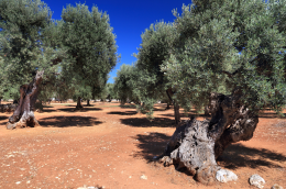 Nel Salento gli ulivi colpiti dalla Xylella tornano a produrre olio di qualità superiore