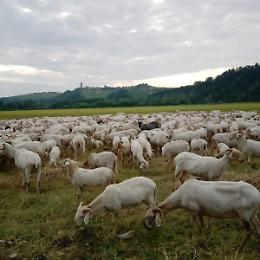 Un gregge di mille pecore roaschine arriva ad Alba per preservare una razza rara