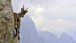 La scienza conferma: i Parchi Nazionali italiani sono fondamentali per proteggere la natura
