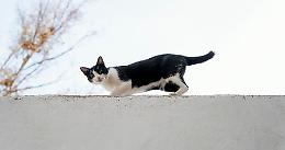 Catturato un gatto che trafficava droga in Costa Rica