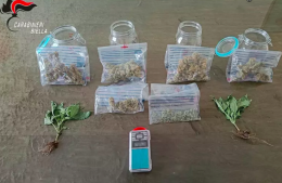 Biella: scoperta serra di marijuana in casa, denunciato un 35enne