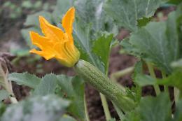 A La Loggia torna la Fiera dello Zucchino tra orto, sapori e artigianato