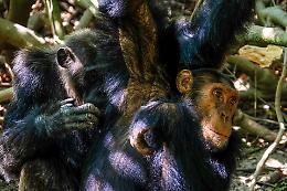 Legami madre-cucciolo negli scimpanzé selvatici: uno specchio dell'attaccamento umano?