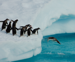 I pinguini contribuiscono al freddo in Antartide (con le loro feci): ecco i recenti studi