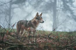 Lupi e trekking: le zone italiane da conoscere per la tua sicurezza