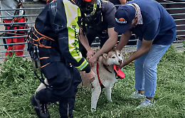 Cane finisce nella Dora e la corrente lo trascina via: salvato dai pompieri