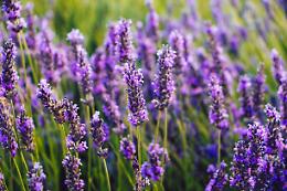 La lavanda, il segreto naturale per un sonno sereno e senza insetti (zanzare comprese)