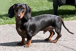 Giocava con il suo bassotto, il cane lo morde in faccia: ferito bimbo di 2 anni