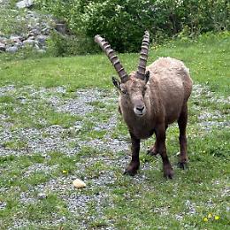Un pezzo di pane accanto allo stambecco: il gesto umano che minaccia la fauna alpina