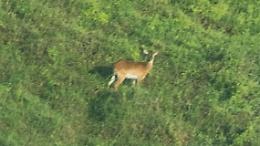 Riscoperta dopo mezzo secolo l’antilope quasi estinta: fotografato per la prima volta il lichi dell’Upemba