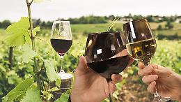 Vendite vino italiano +1,7% nel 2025: Veneto leader dell’export nonostante i dazi USA
