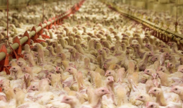 Fileni amplia gli standard di benessere animale, ma restano opacità e criticità nella filiera