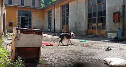 Sgombero della Manifattura: 9 cani salvati dalle forze dell'ordine