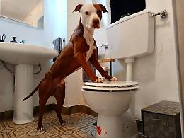 "Perchè il mio cane vuole bere l'acqua del wc?"