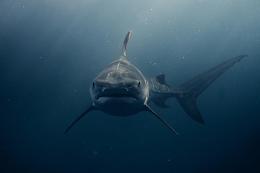 Megalodonte, il gigante dei mari non solo cacciatore di balene: una dieta più varia di quanto immaginato
